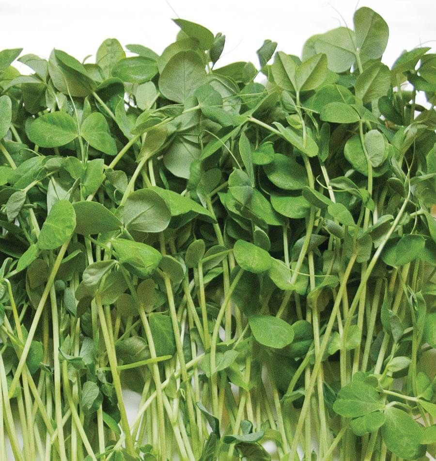 Pea Shoot Microgreens (4oz bag)