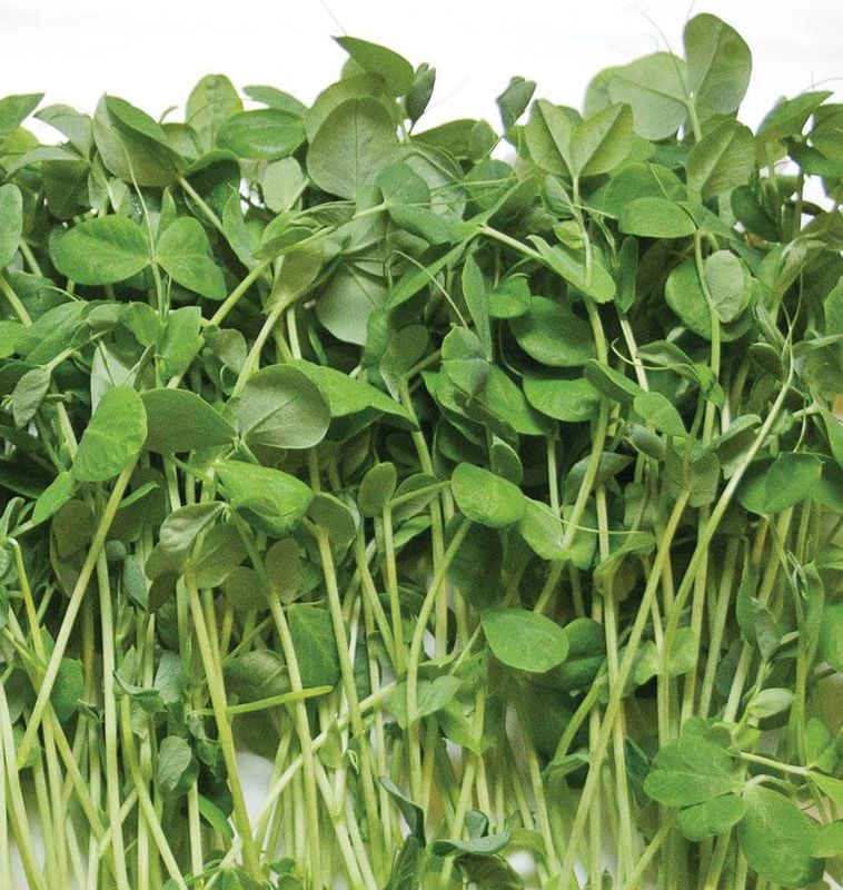 Pea Shoot Microgreens (4oz bag)