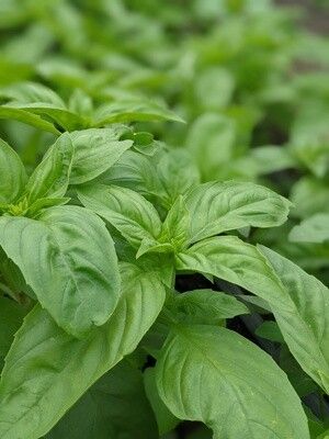 Basil 1/2lb (wholesale)