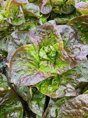 Bibb Lettuce Heads (wholesale)
