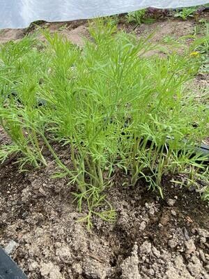 Dill 1/2lb (wholesale)