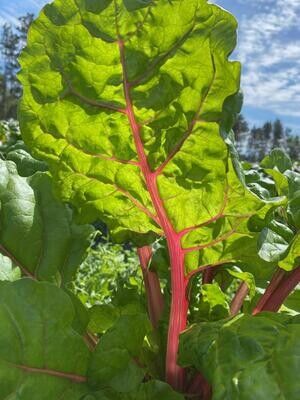 Chard (wholesale)
