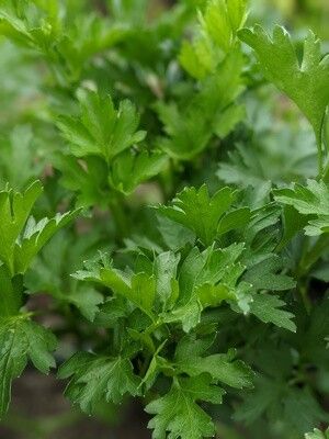 Parsley 1/2lb (whoesale)