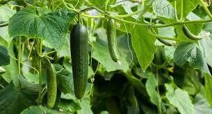 Cucumbers (wholesale)