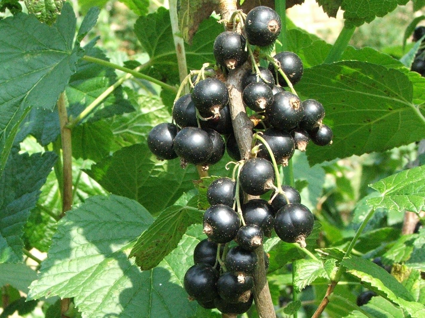 Black Currants (pint)