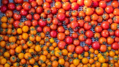 Cherry Tomatoes- 1lb (wholesale)