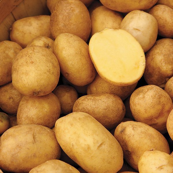 Snow Country Gardens German Butterball Potatoes (3lb bag)