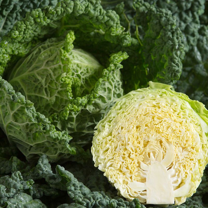 Green Savoyed Cabbage (wholesale)