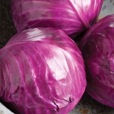 Red Cabbage (wholesale)