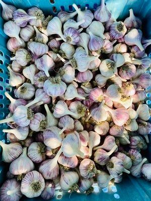 Garlic- 1lb bag (wholesale)