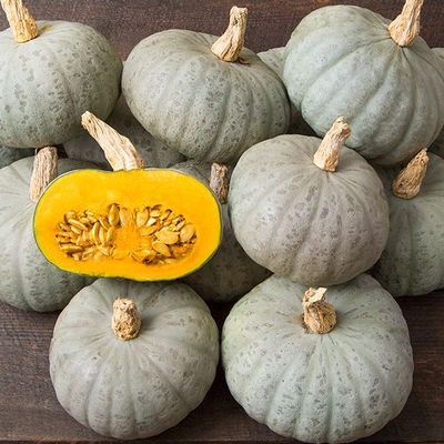 Winter Squash: Winter Sweet (wholesale)
