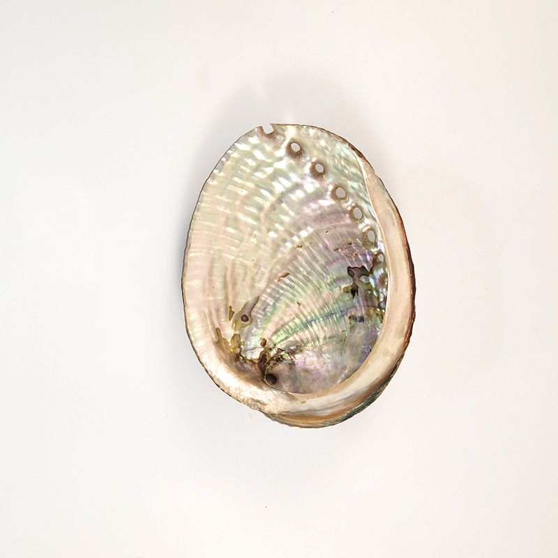 Abalone Smudge and Incense Holder