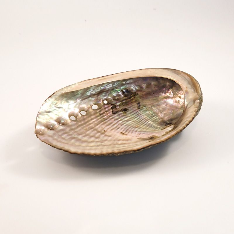 Abalone Smudge and Incense Holder