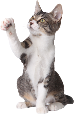 CATS