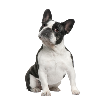 DOGS