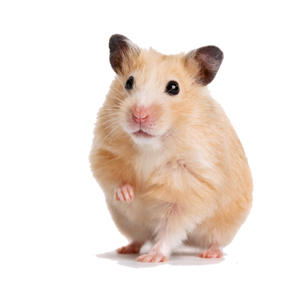 SMALL ANIMALS