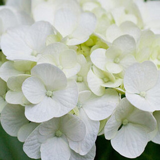 Florist's choice arrangement-Green&white