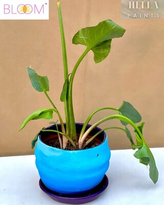 Calla Lily in a Blended Sky Blue &amp; Blue-BlackOmbré
