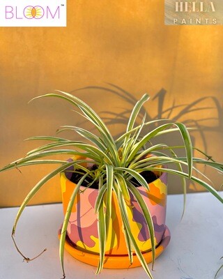 Spider Plant in a Dora The Explorer Clay Pot