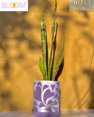 Snake Plant in an Amethyst Base with Well-Designed Purple Heart Shapes Clay Pot