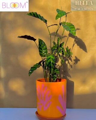 Calathea Jungle in an Orange Clay Pot with Pink Leaf Design