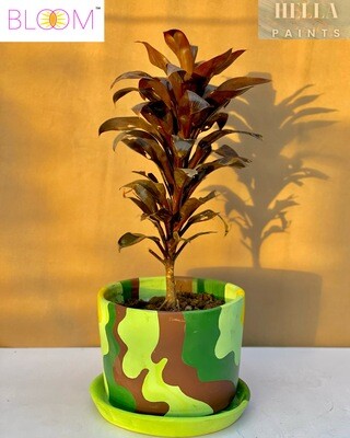 BroadLeaf Palm-Lily in a Camouflage Clay Pot