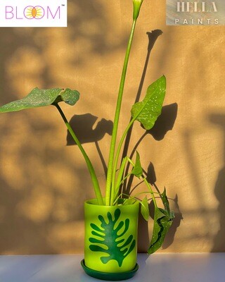 Calla Lily in a Lime Green Clay Pot with Forest Green Leaf design