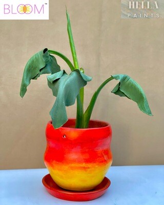 Calla Lily in a Blended Yellow &amp; Red Ombré