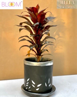 BroadLeaf Palm-Lily in a Silver Lined Black Clay Pot