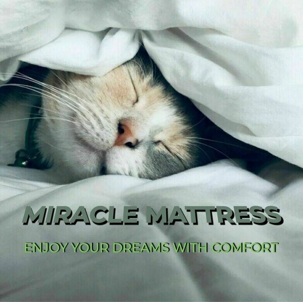 Zeds Beds