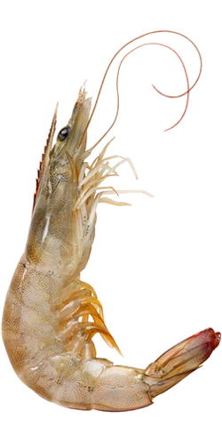 Head On Shell On Black Tiger 6/8 Shrimp1KG