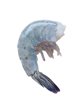AQB Raw Headless Shrimp 21/25 1kg