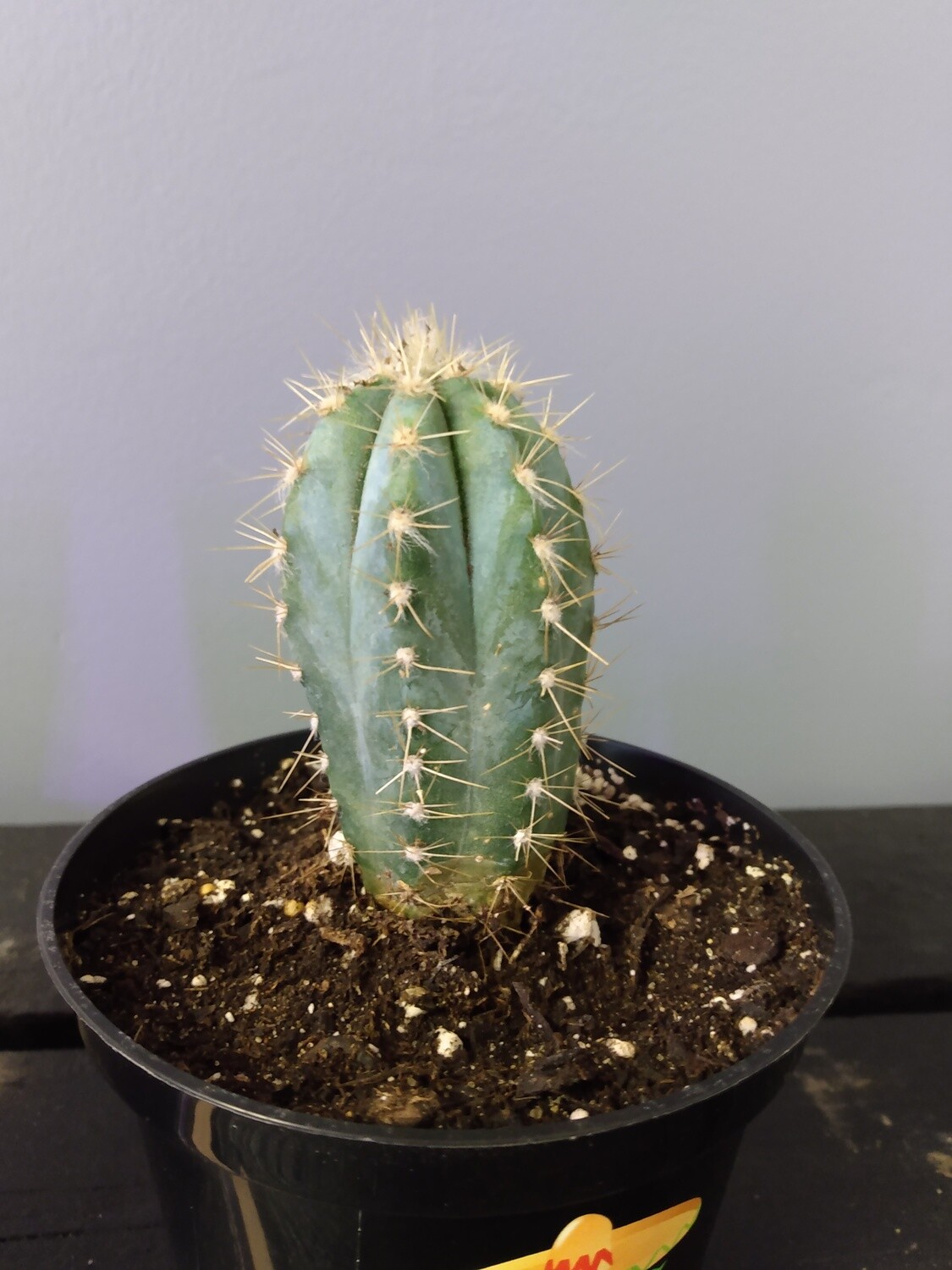 Blue Torch Cactus