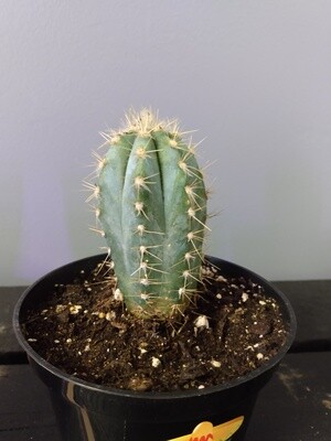 Blue Torch Cactus