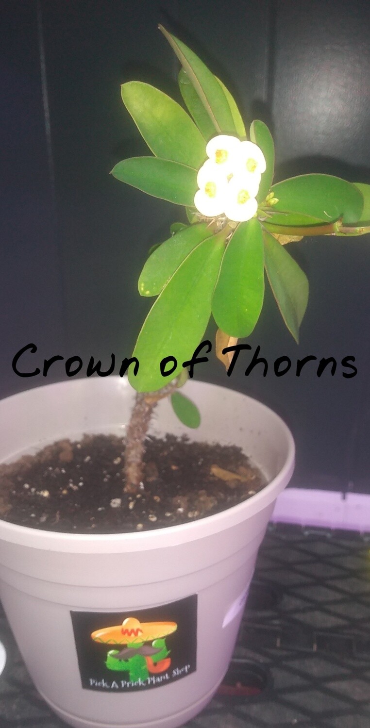 Crown of Thorns