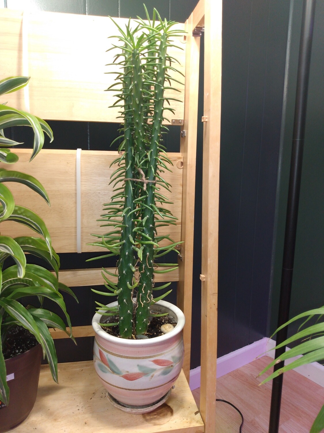 Austrocylindropuntia Subulata