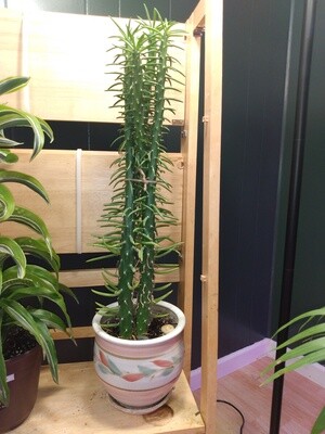 Austrocylindropuntia Subulata