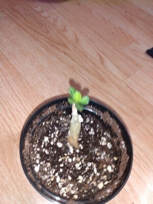 Adenium Rose Baby
