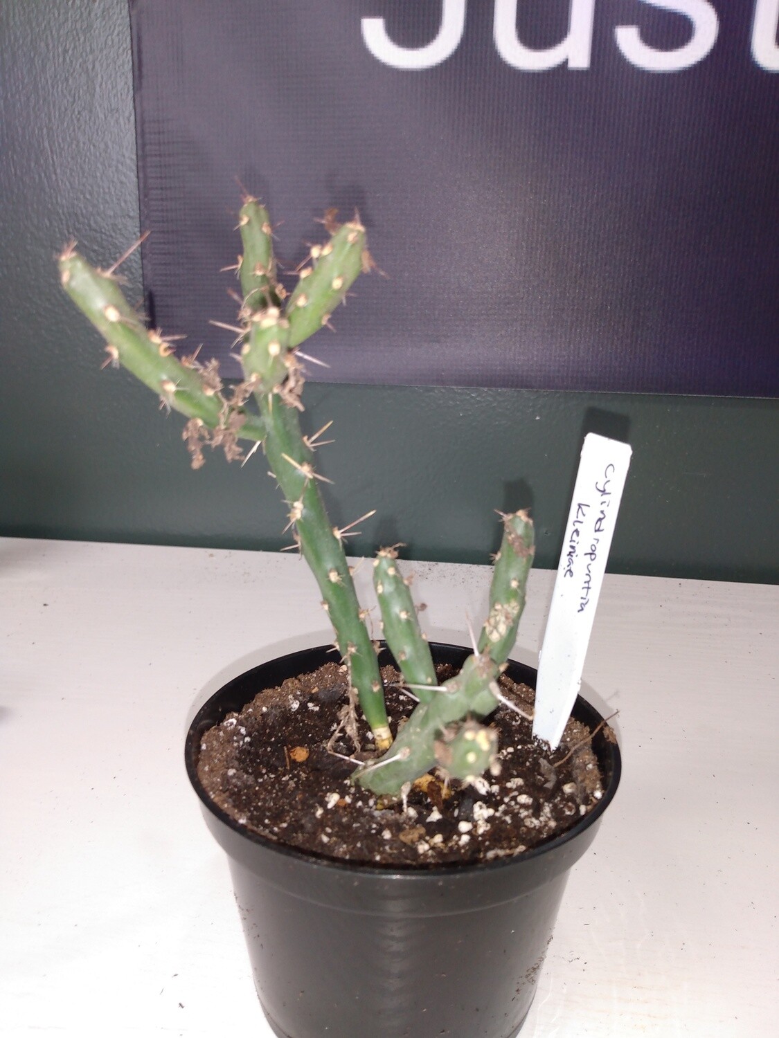 Cylindropuntia Kleiniae