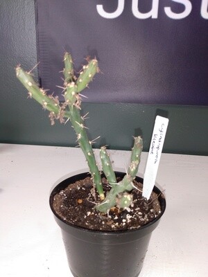 Cylindropuntia Kleiniae