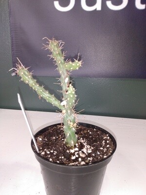 Cylindropuntia Viridiflora