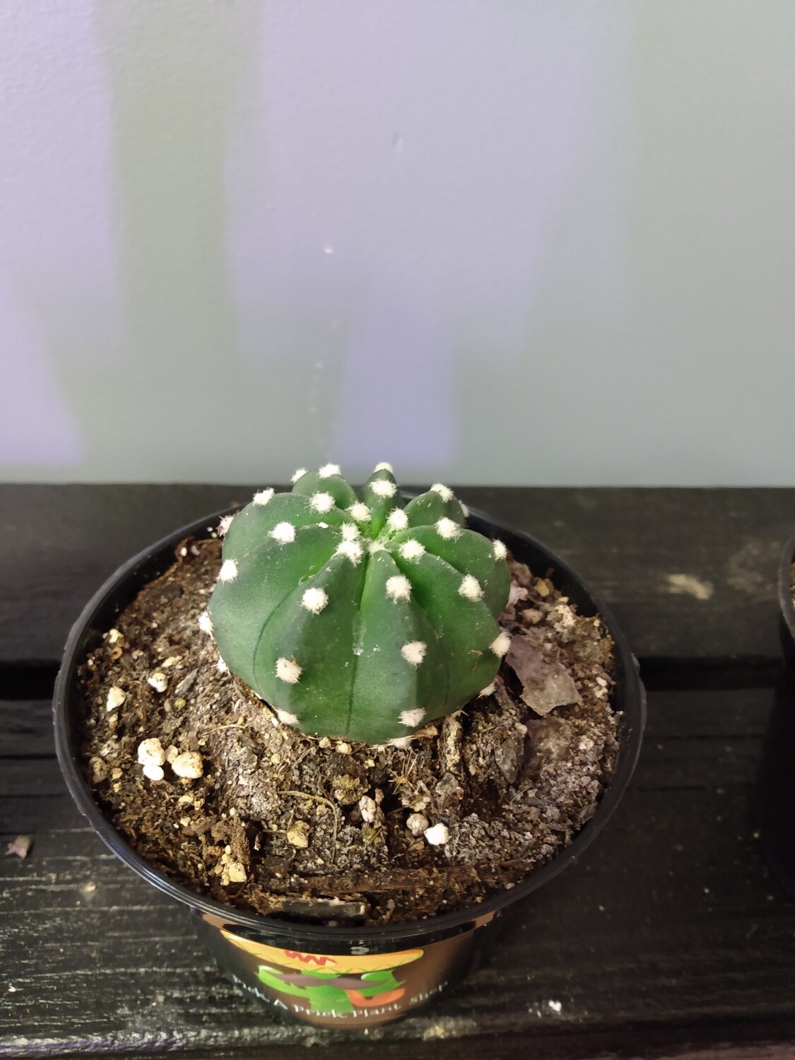 Domino Cactus
