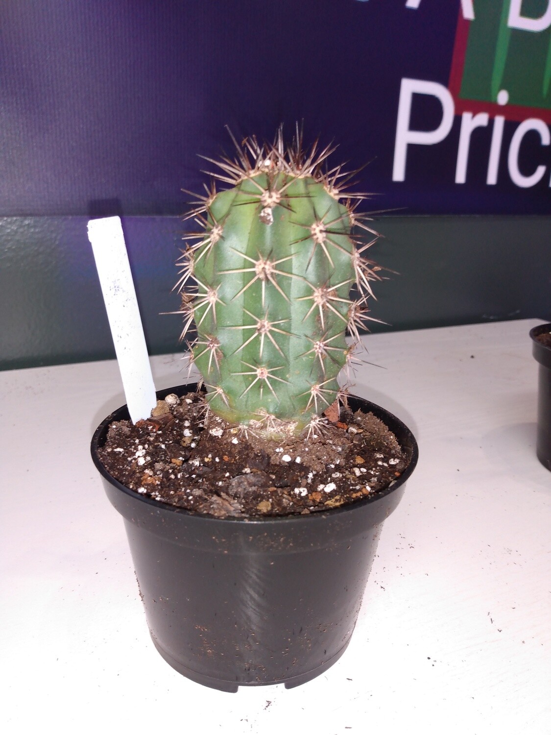 Echinocereu x lloydii
