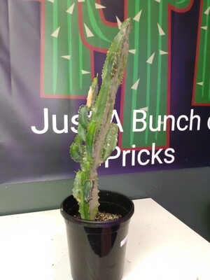 Euphorbia Ingens