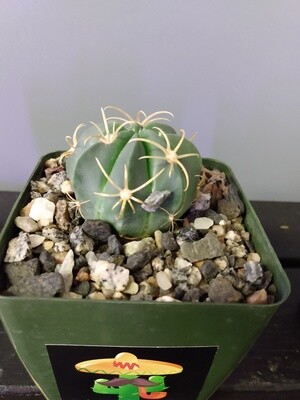 Ferocactus Macrodiscus