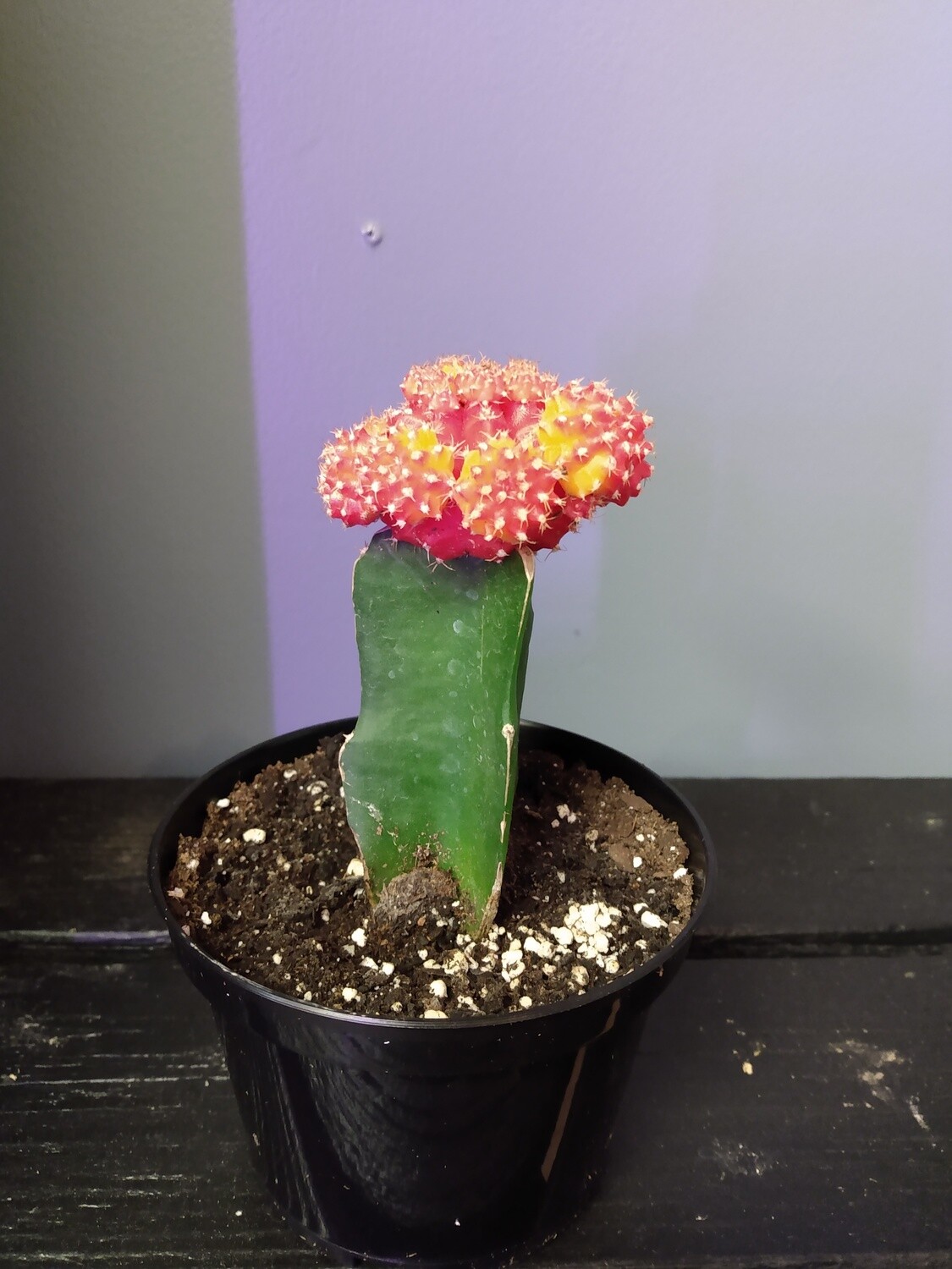 Grafted Moon Cactus