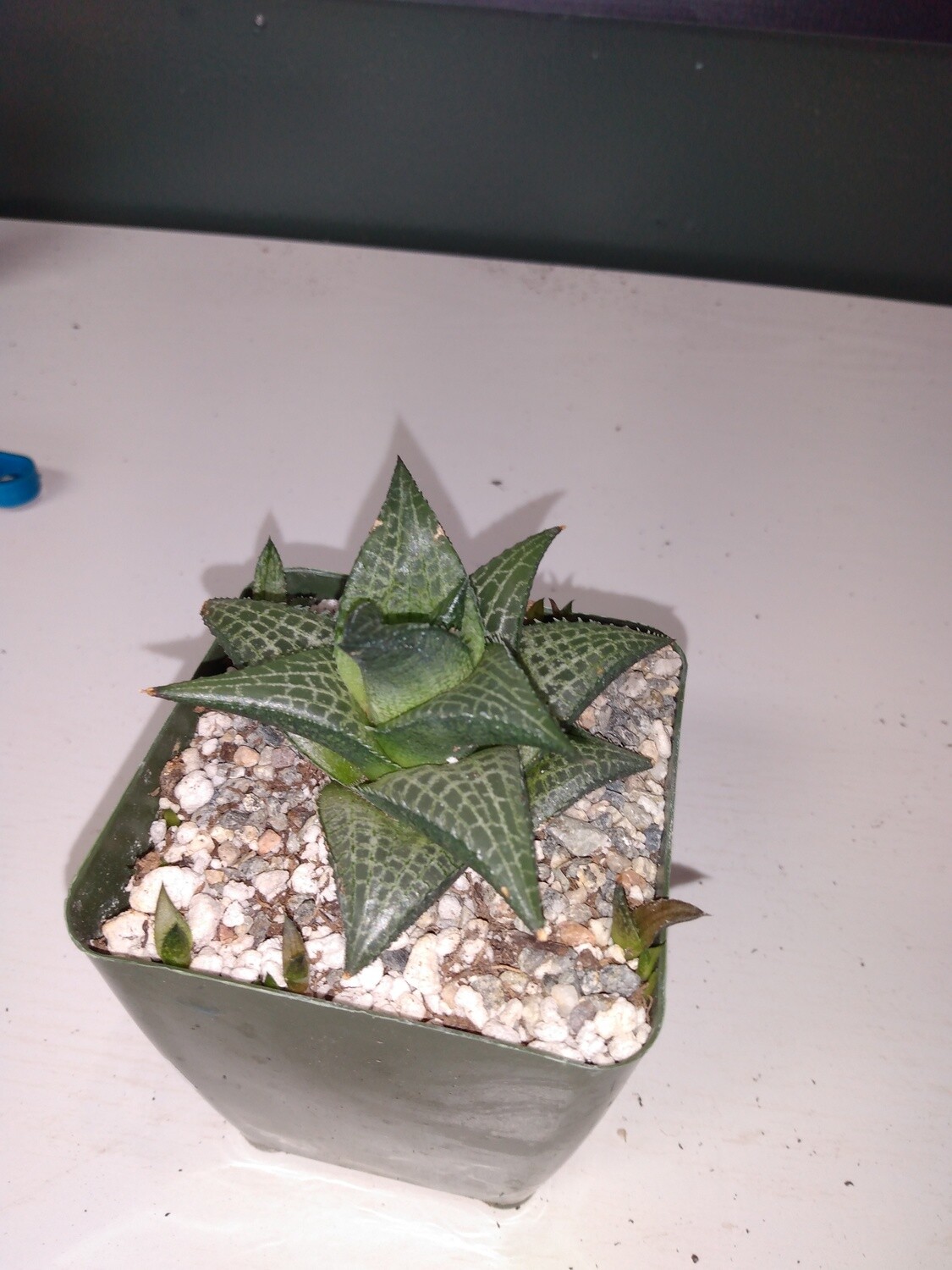 Haworthia Venosa Tessellata
