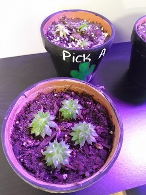 Hens &amp; Chicks Starter plants