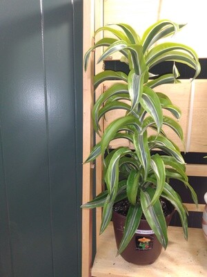 Lemon Surprise Dracaena
