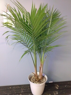 Majestic Palm
